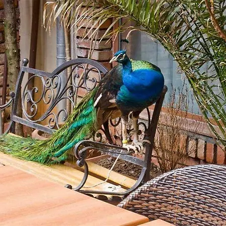 ホテル Tafaj ティラナ